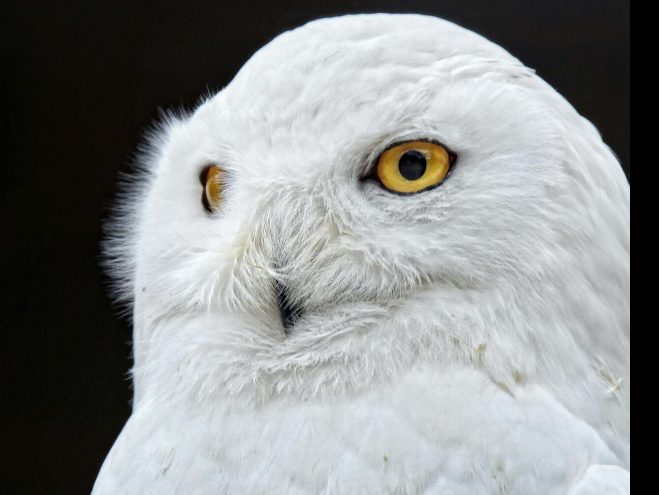 7 Unique Facts About Snowy Owl