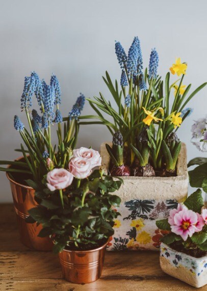 8 Best Smelling Indoor Plants
