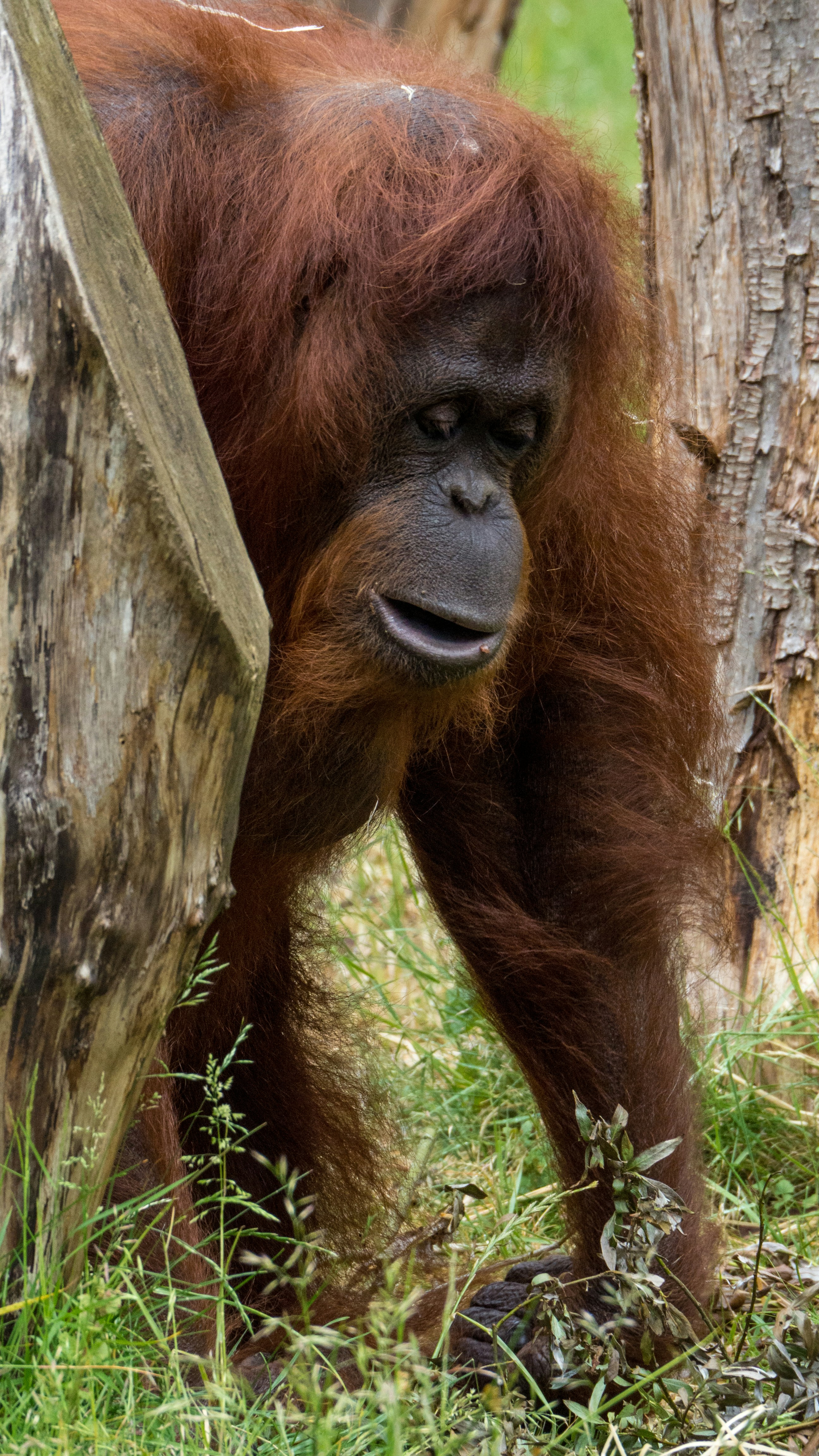 Rarest Animal Species In The World