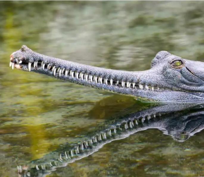 8 Rarest Animals In The World