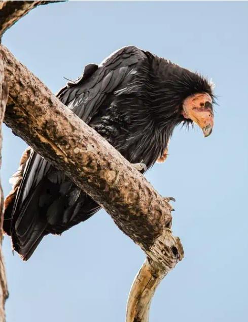 8 Rarest Animals In The World