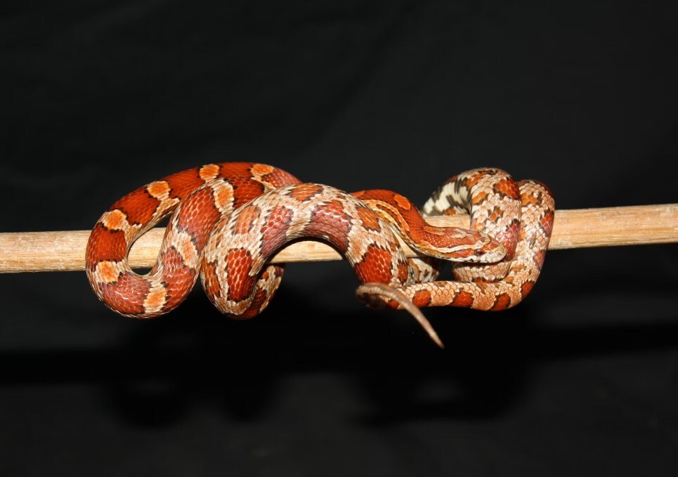 8 Snakes That Are Non-Venomous