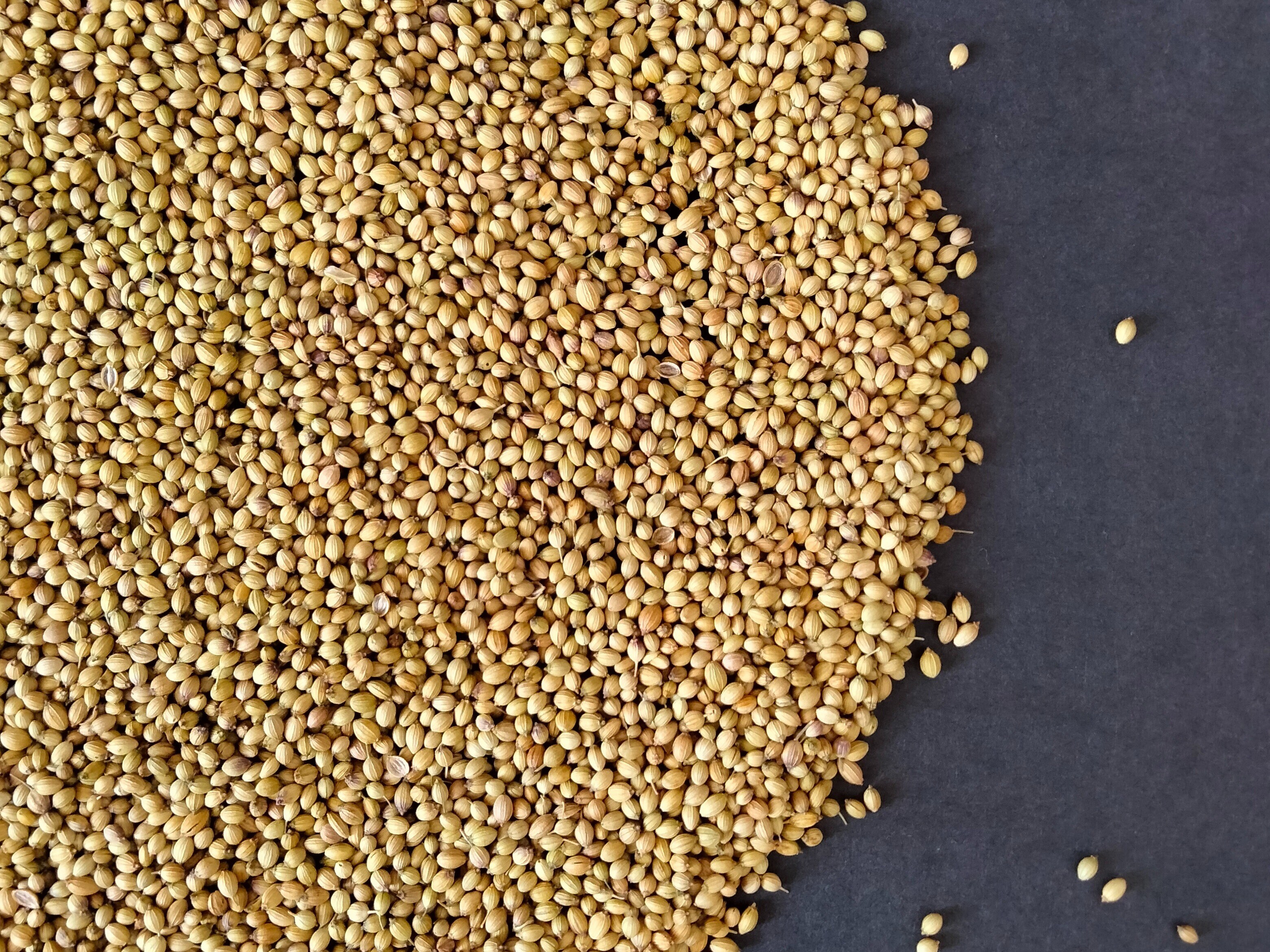 Coriander seeds Water Benefits डायबिटीज़ के लिए रामबाण है धनिया का पानी