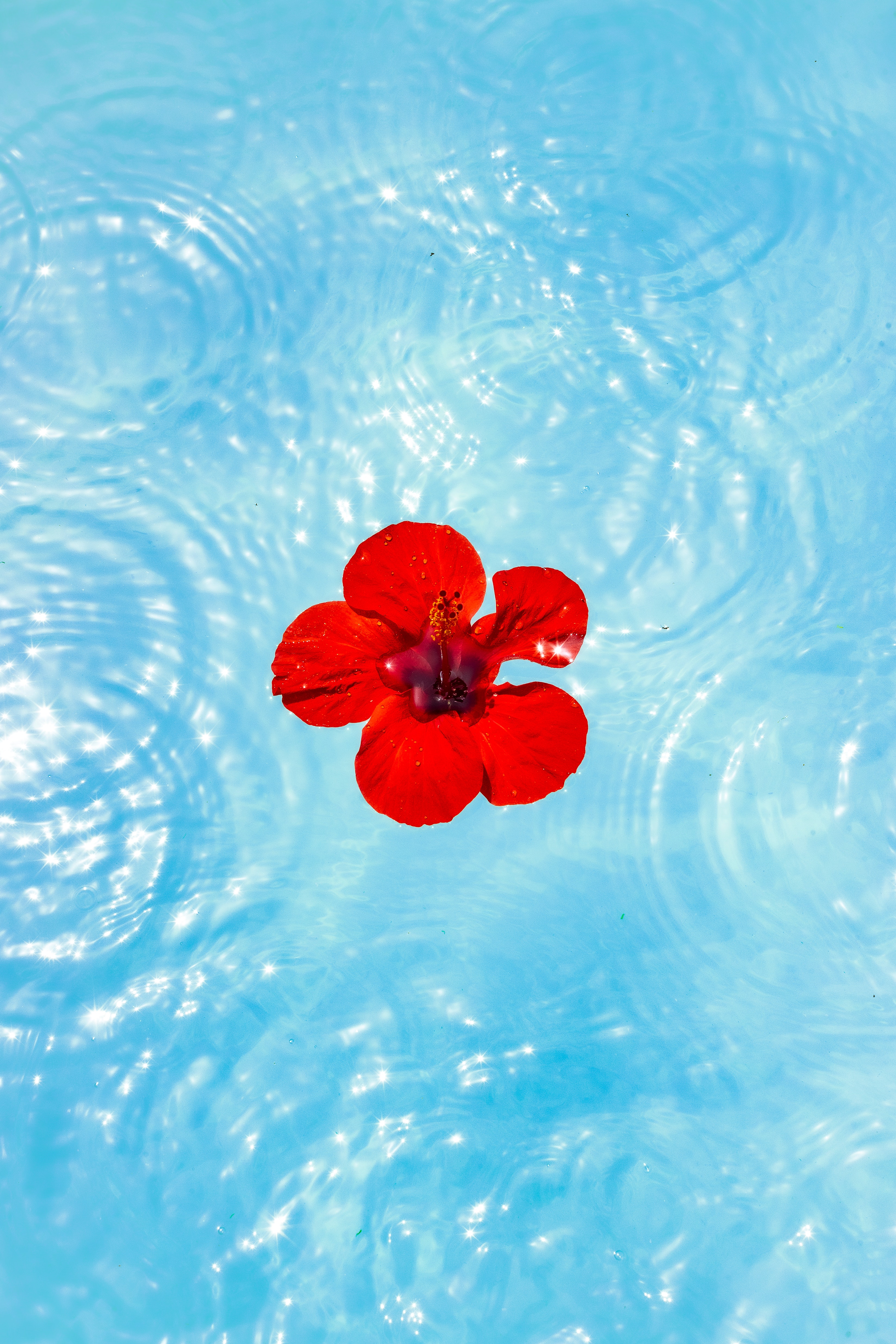 Hibiscus