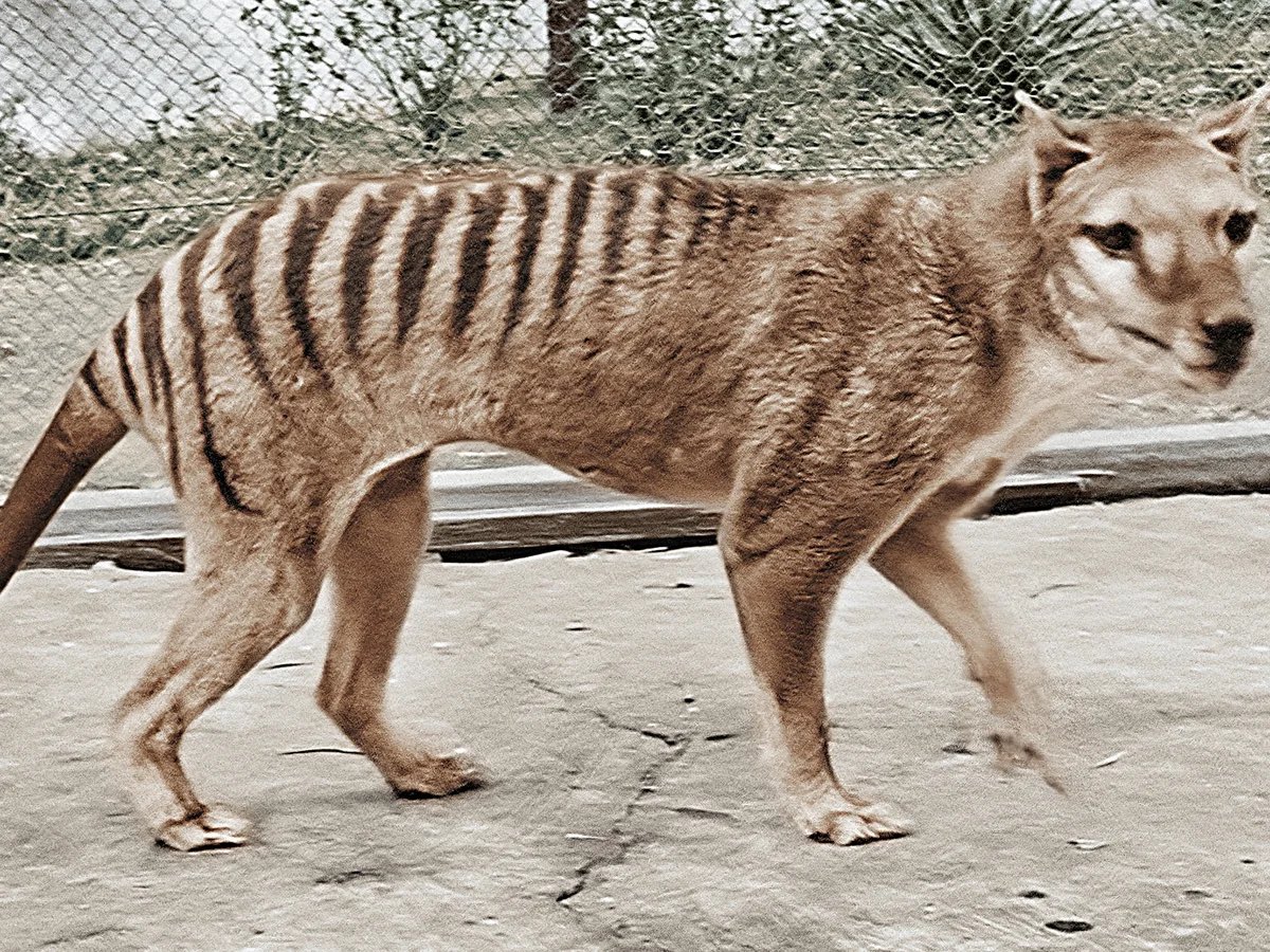 All About Tasmanian Tiger That Went Extinct In 1936