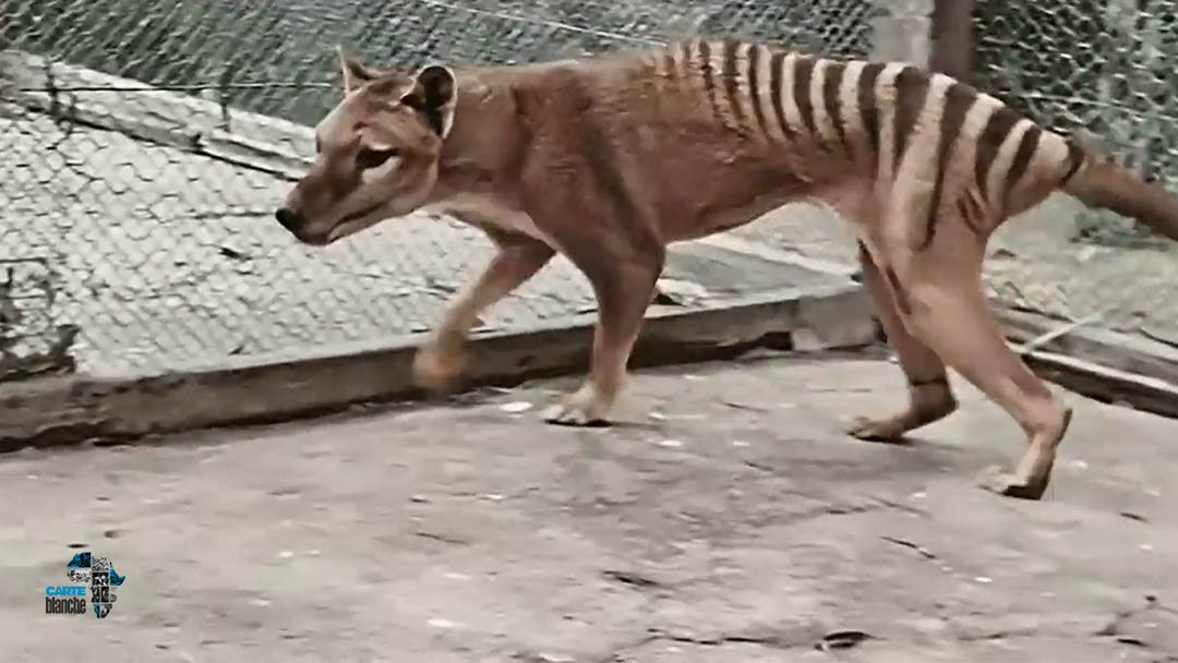 未使用！ TASMANIAN TIGER All About Tasmanian Tiger That Went Extinct In 1936