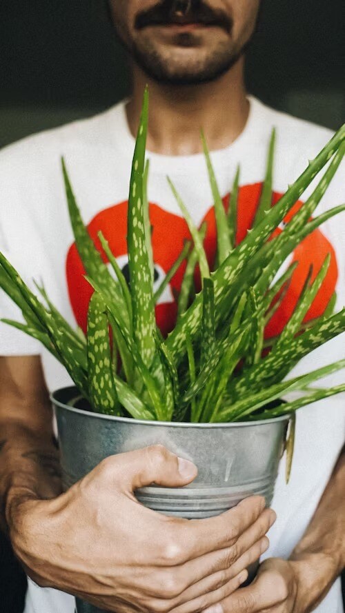 Amazing Uses Of Aloe Vera