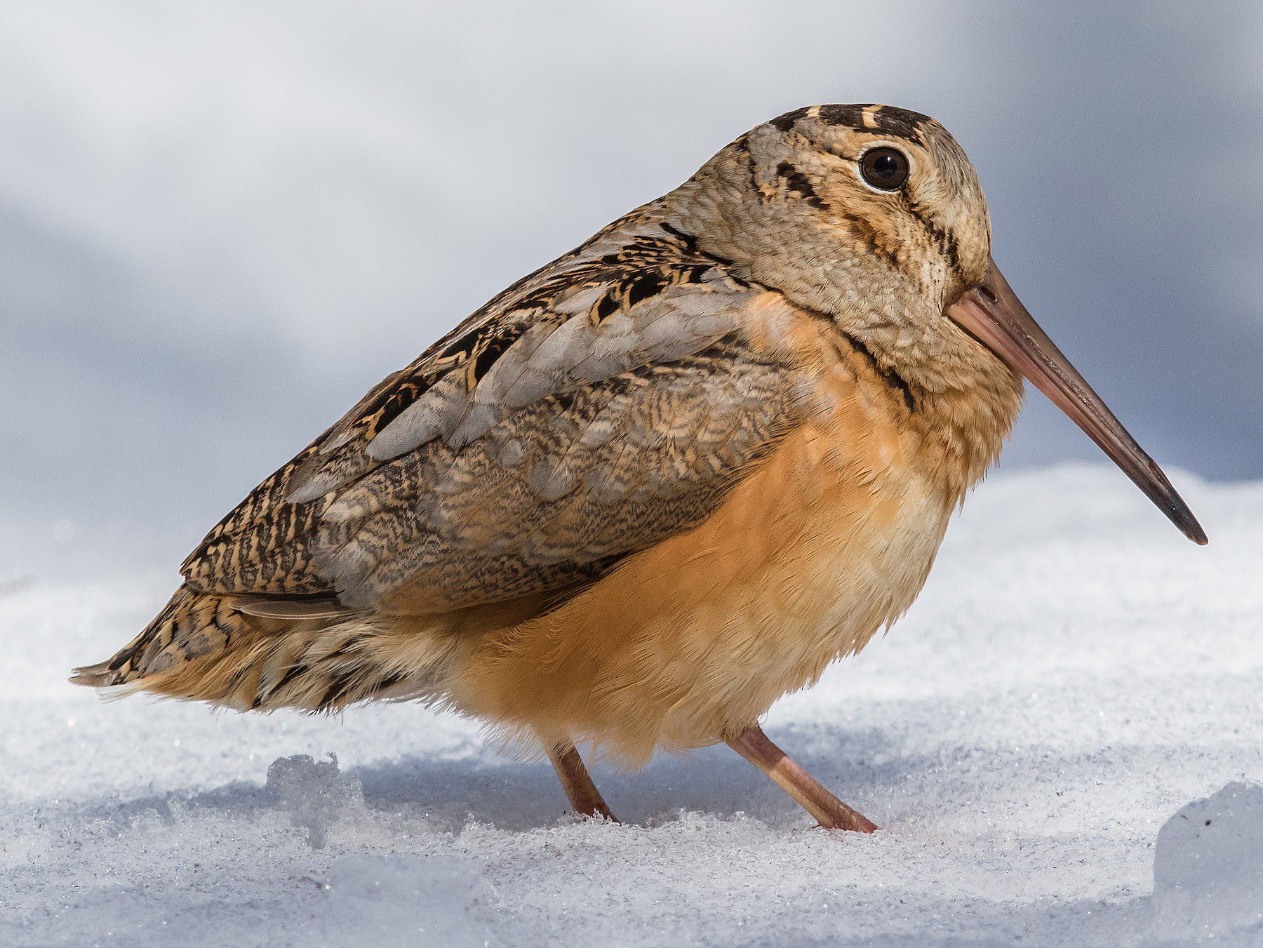 What is the Slowest Flying Bird? Discover Nature’s Slowpoke