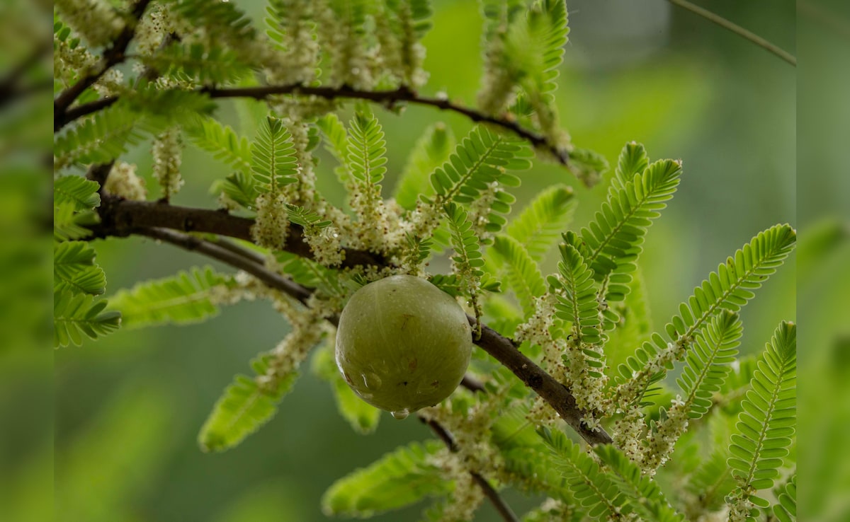 Latest and Breaking News on NDTV Latest and Breaking News on NDTV