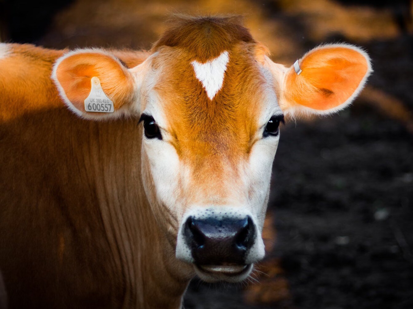 Animals That Cry And Grieve Like Humans