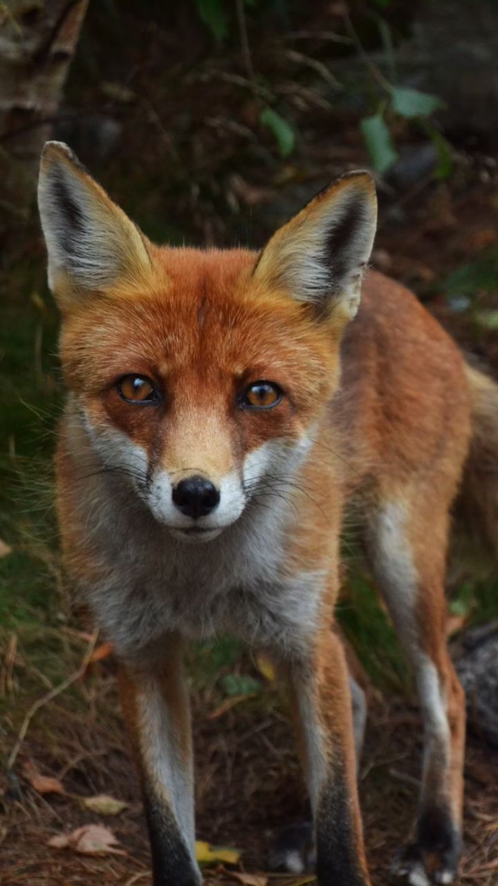 Which Animals Have Red Eyes At Night