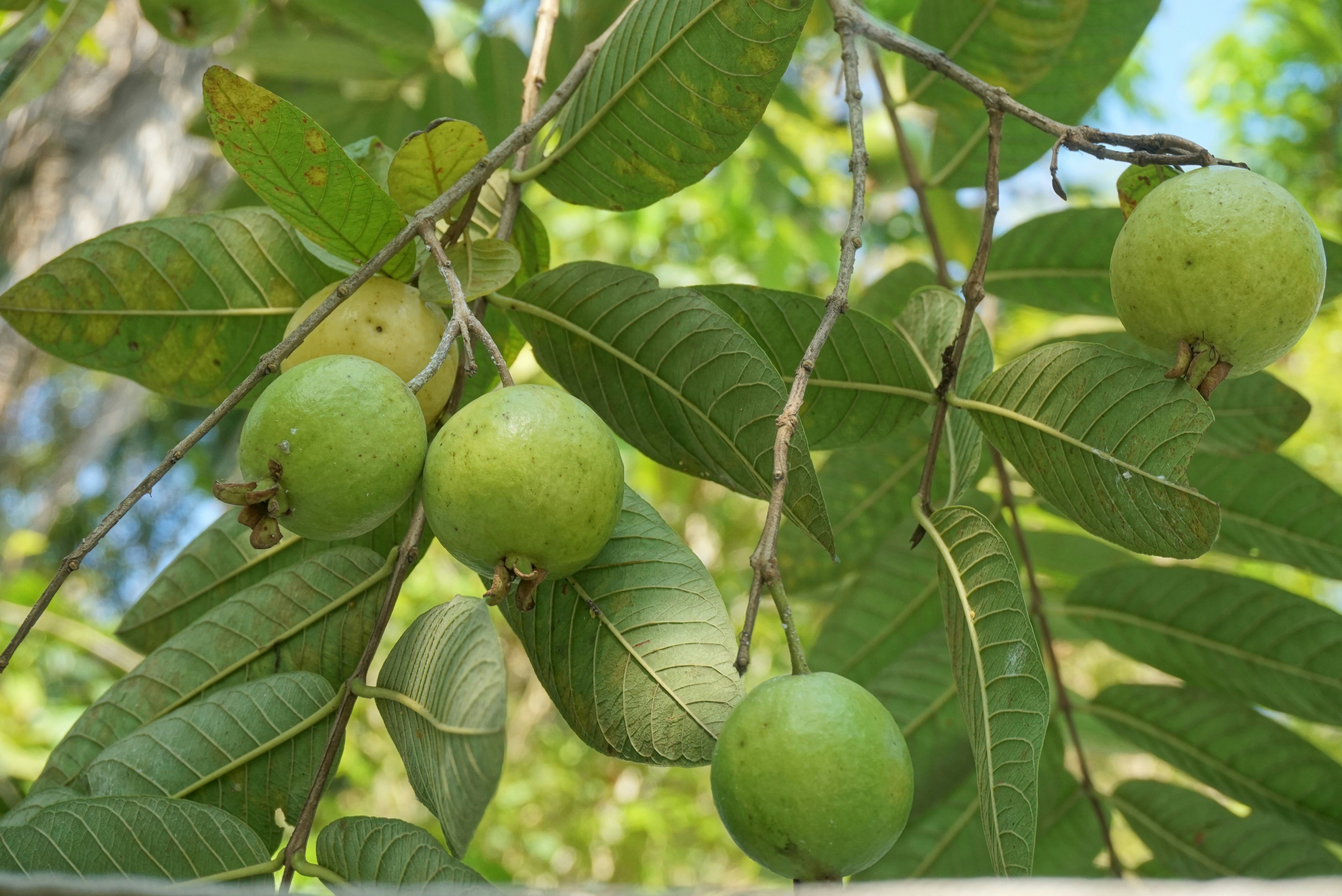 सिर से लेकर पैर तक की बीमारियों के लिए काल हैं अमरूद के पत्ते, जानिए कैसे खाना है ज्यादा फायदेमंद