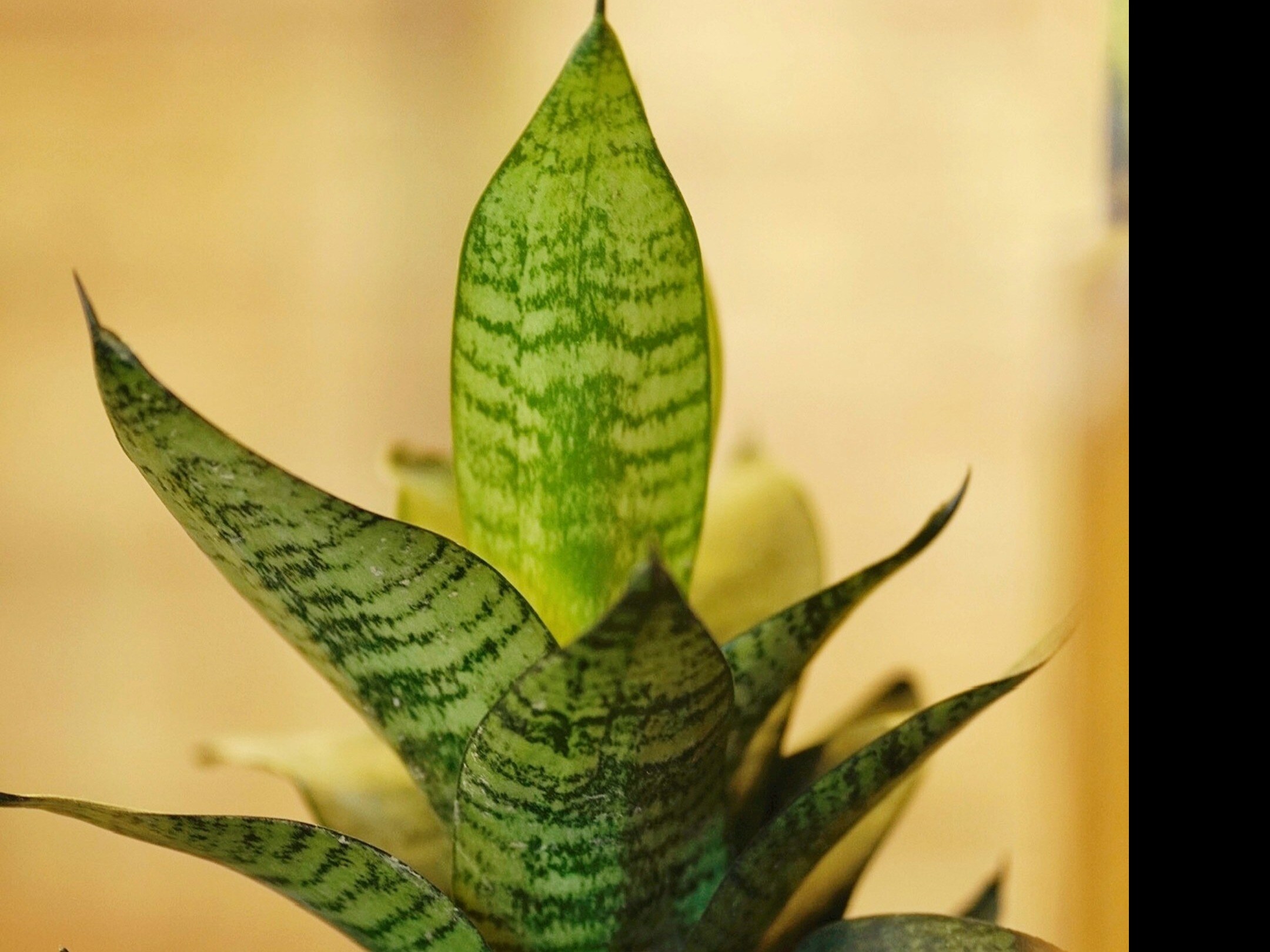 Purifying Indoor Plants