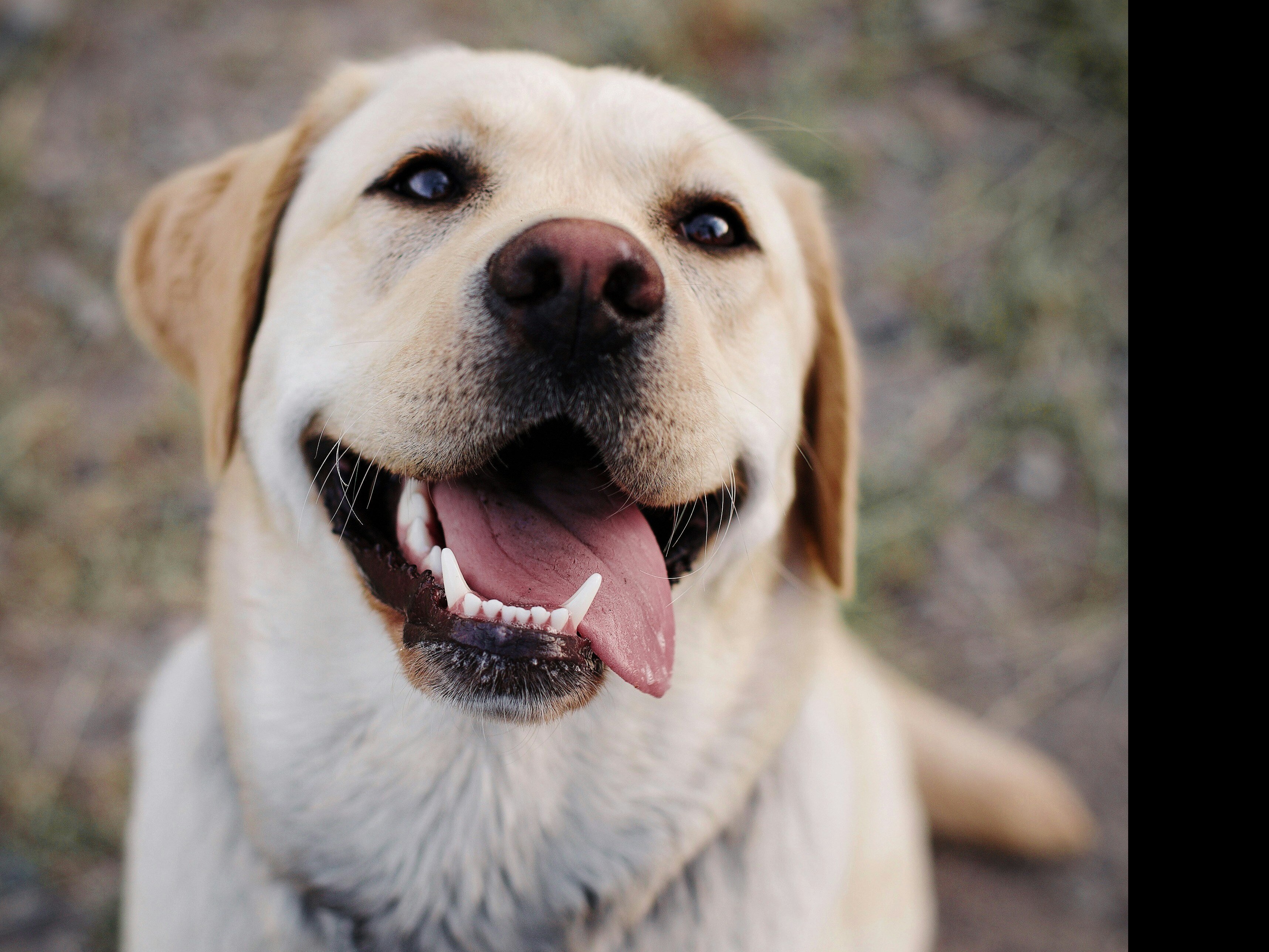 best-dog-breeds-for-indian-climate