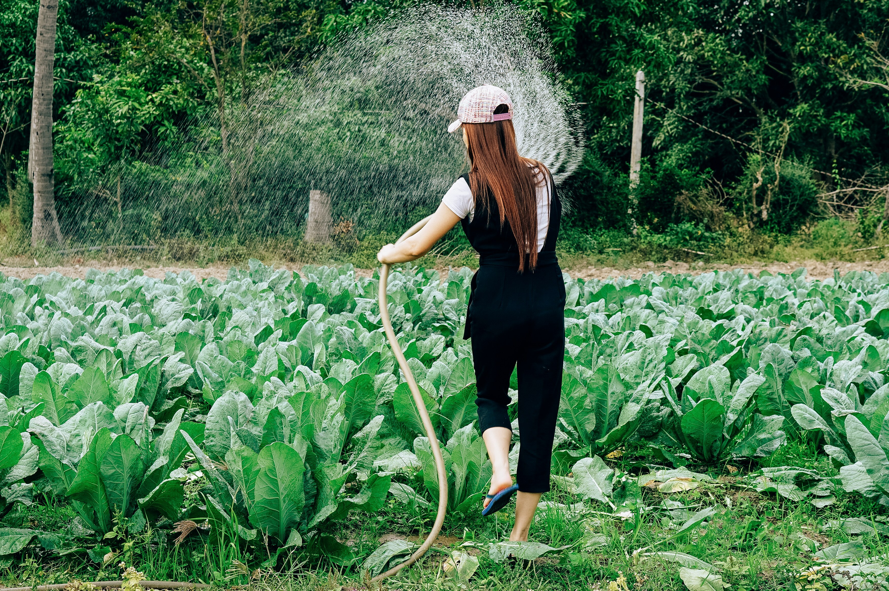 Best Time Of Day To Water Your Garden Plants