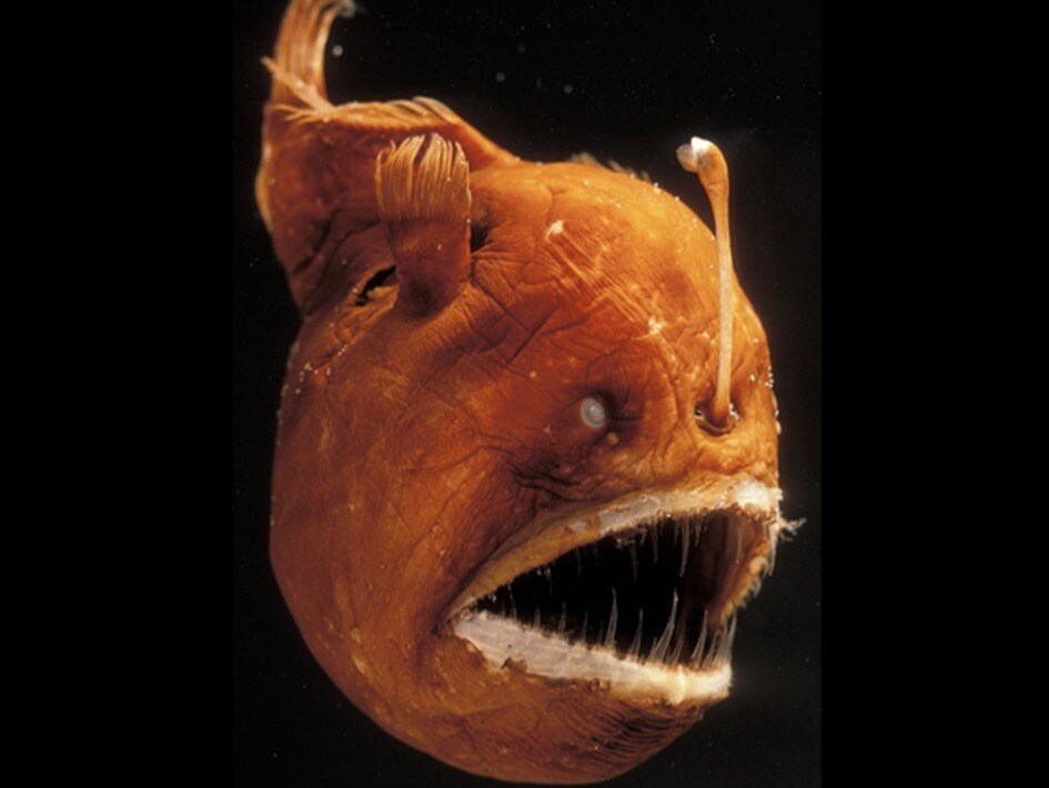 Animals That Glow In Dark Depths Of Oceans