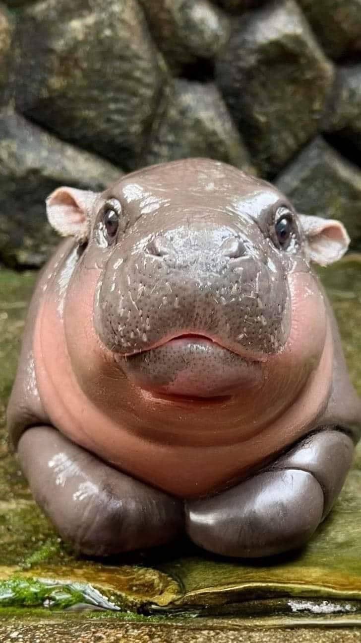 Celebrity Baby Hippo Is Cash Cow For Thai Zoo, image size:728x1294