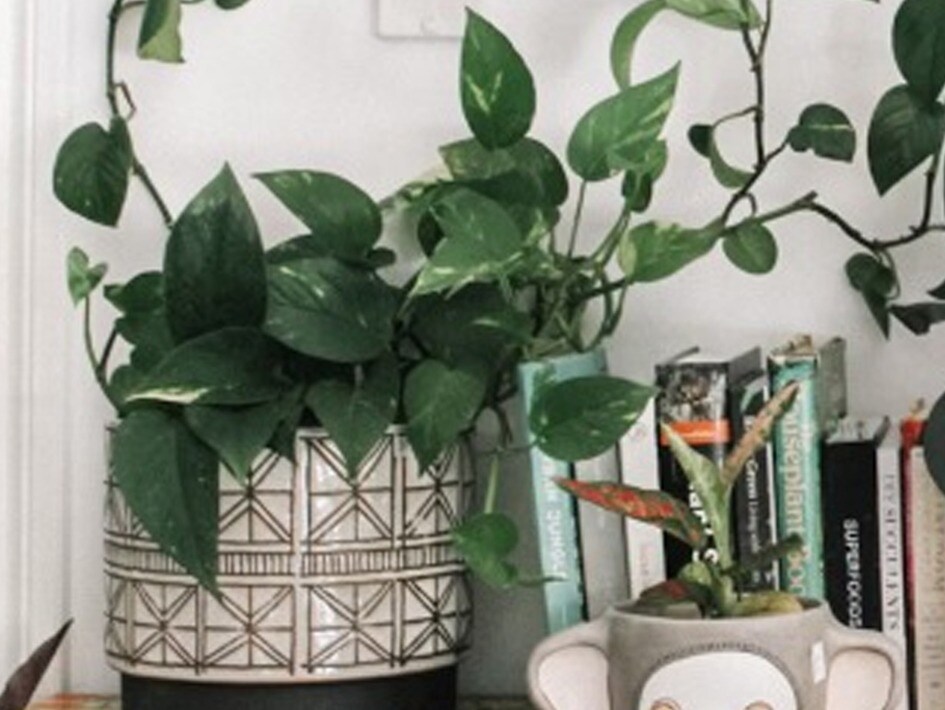 Common Houseplants That Are Poisonous