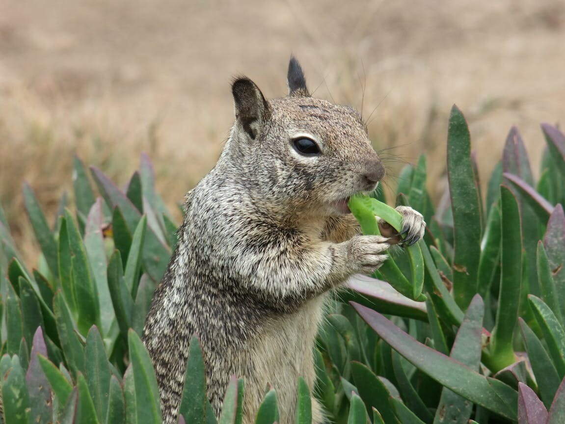 Do Animals Use Heat As Defense Mechanism