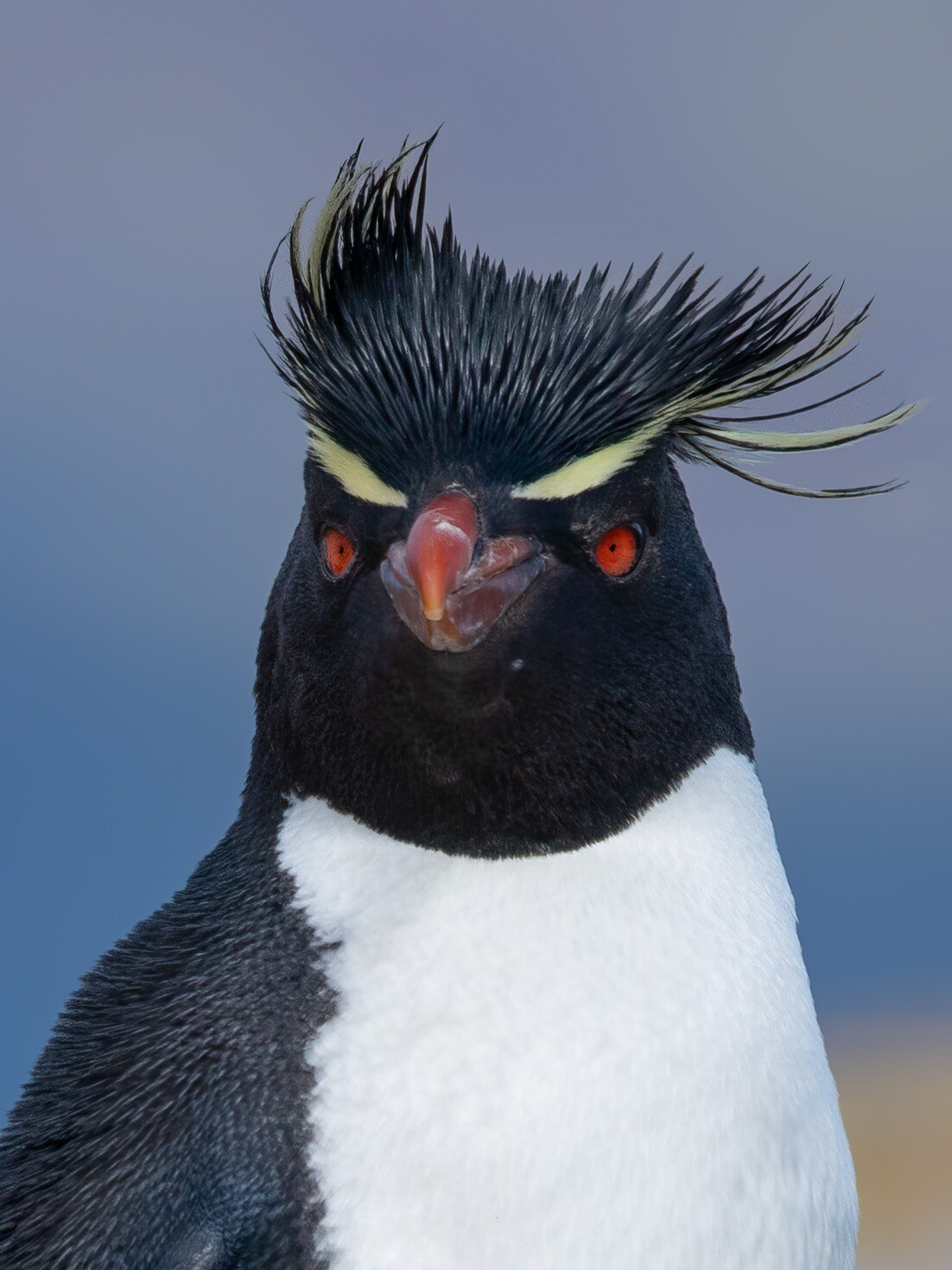Facts About Southern Rockhopper Penguin
