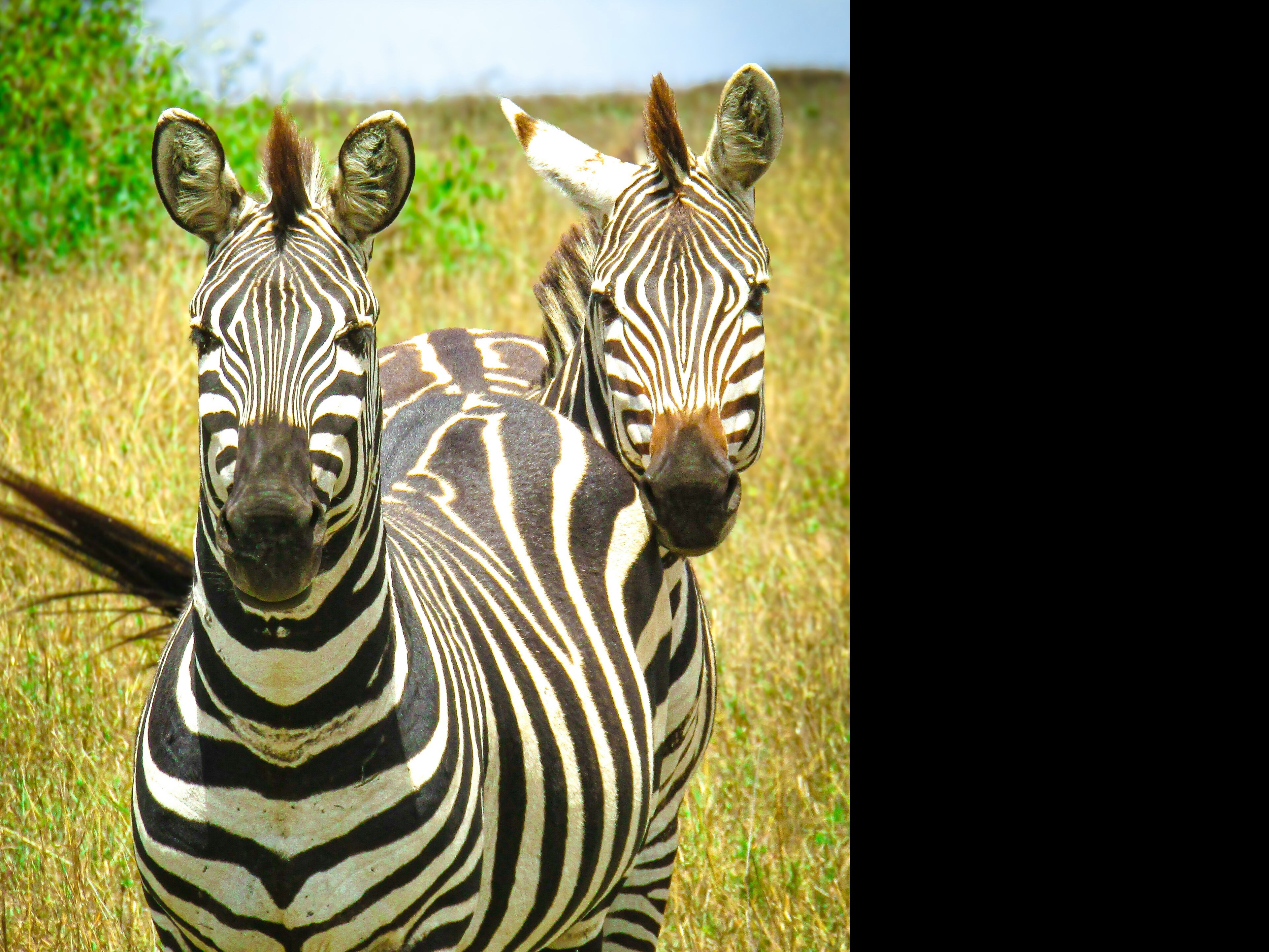 Fascinating Facts About Zebras