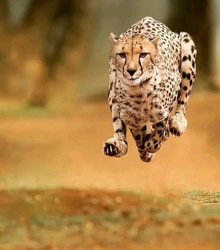 Fastest Animal On Land Speed fastest-animal-on-land-speed