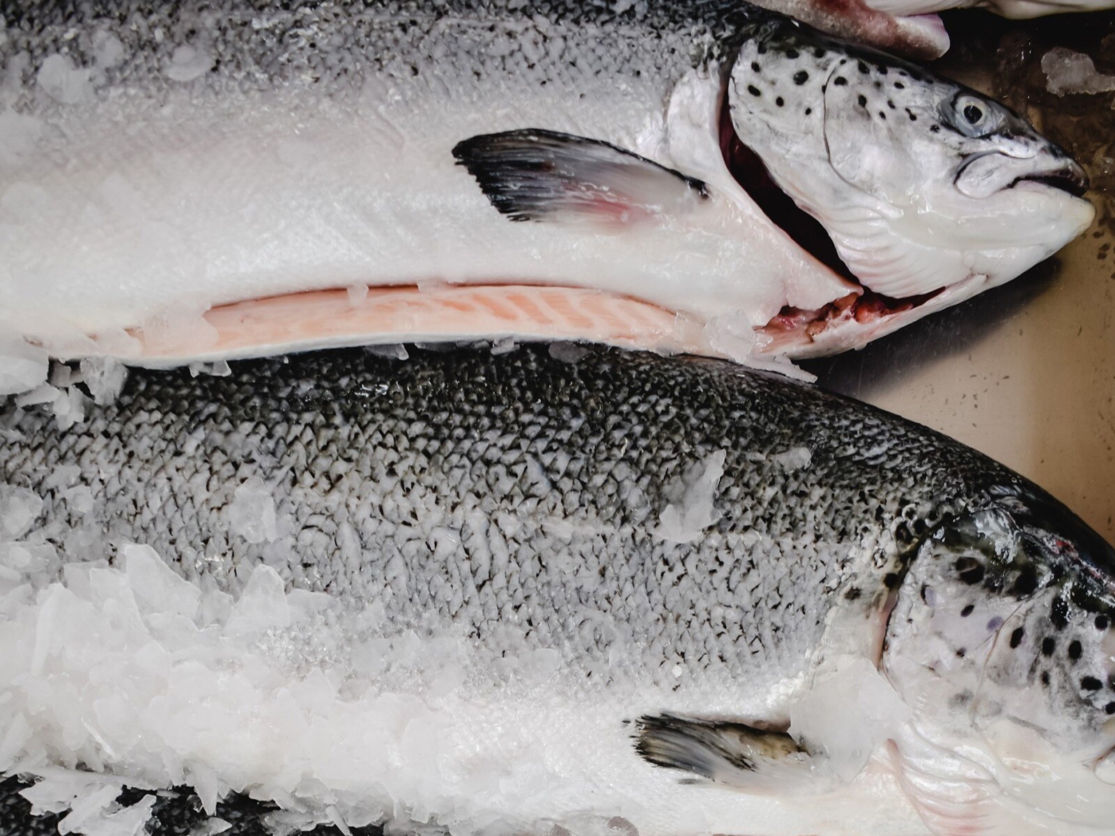 Healthiest fishes you can eat