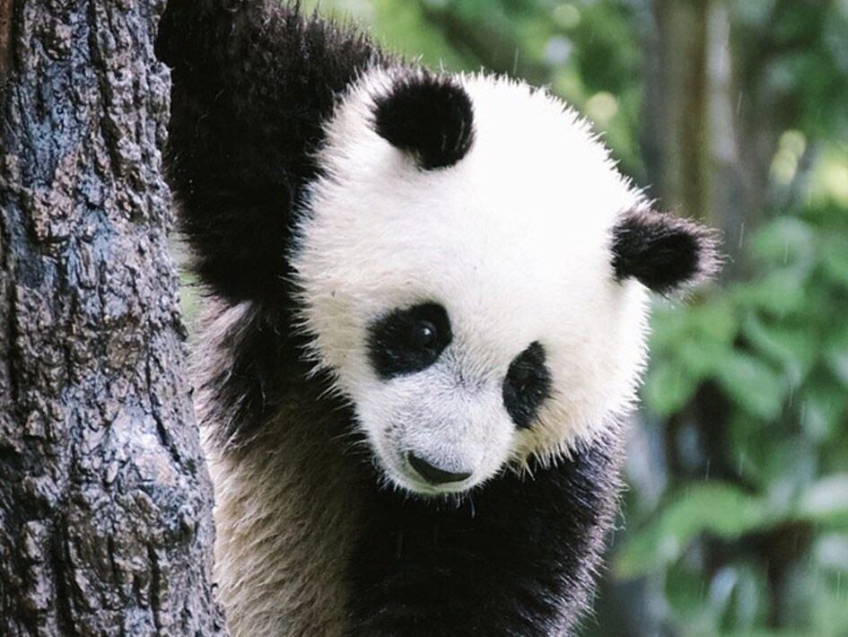 How China S Panda Diplomacy Has Been Used Over The Years How China S Panda Diplomacy Has Been Used Over The Years
