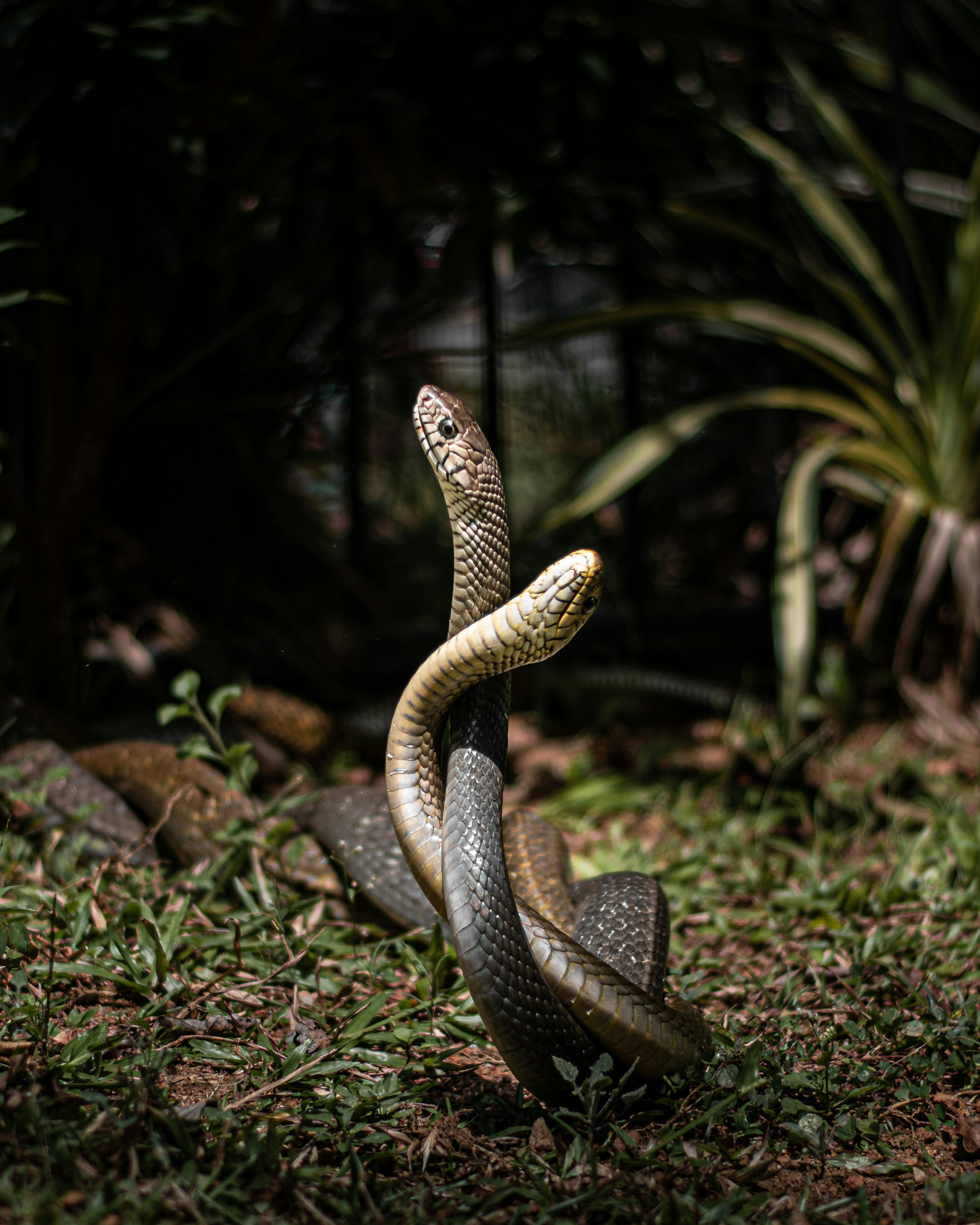 How Do Snakes Mate Diagram