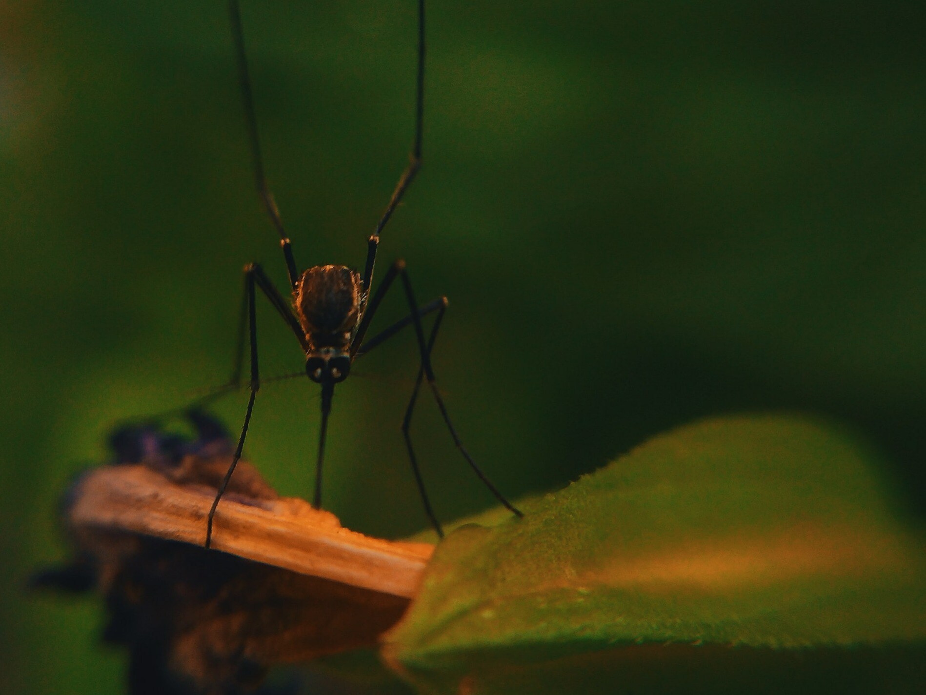 Machhar Insect मच्छर भगाने का देसी जुगाड़