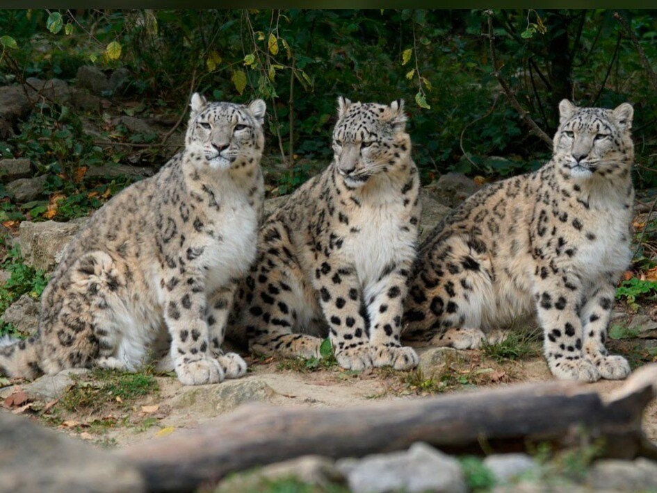 India Has 718 Snow Leopards