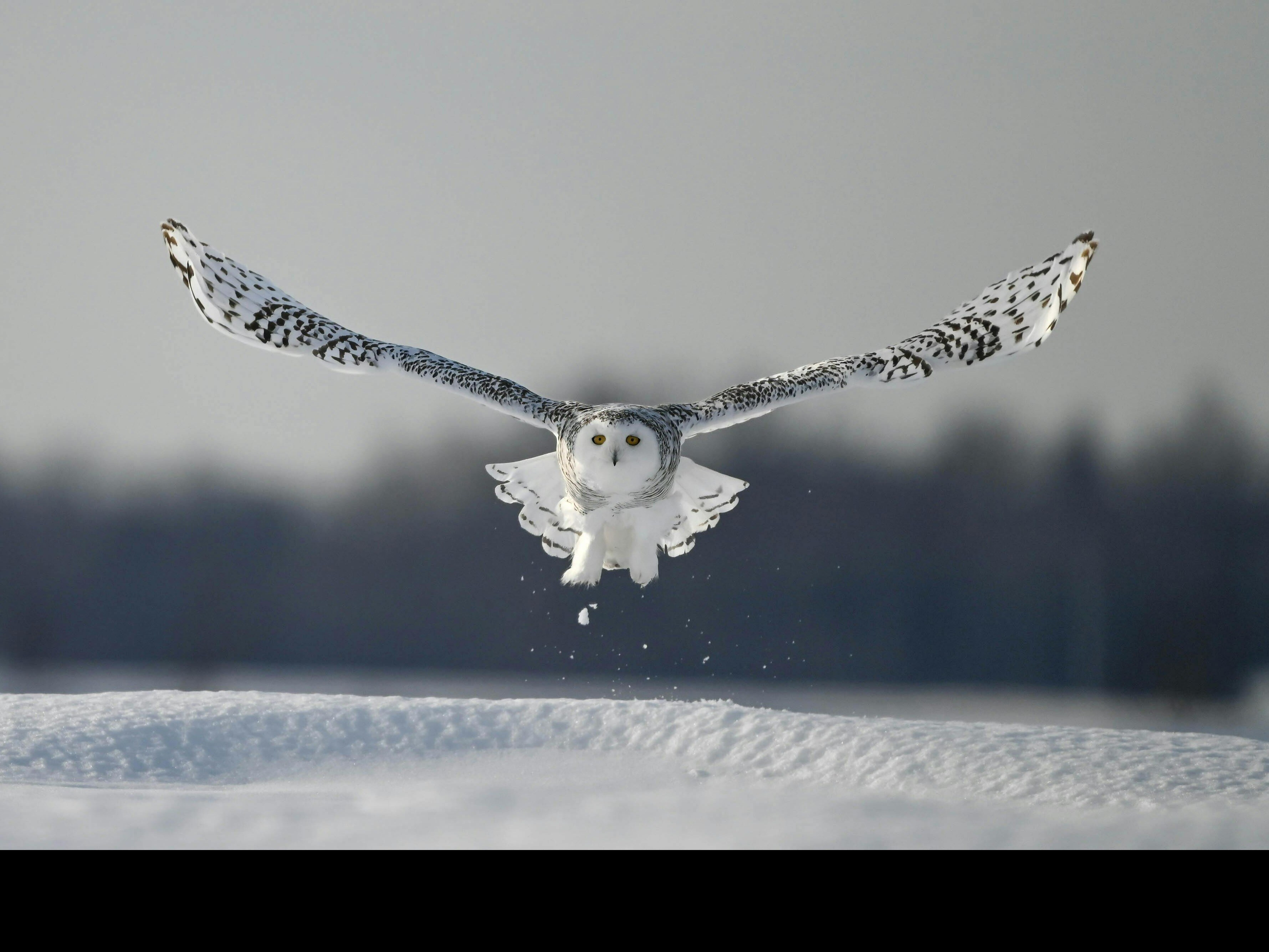 Interesting Facts About Snowy Owl