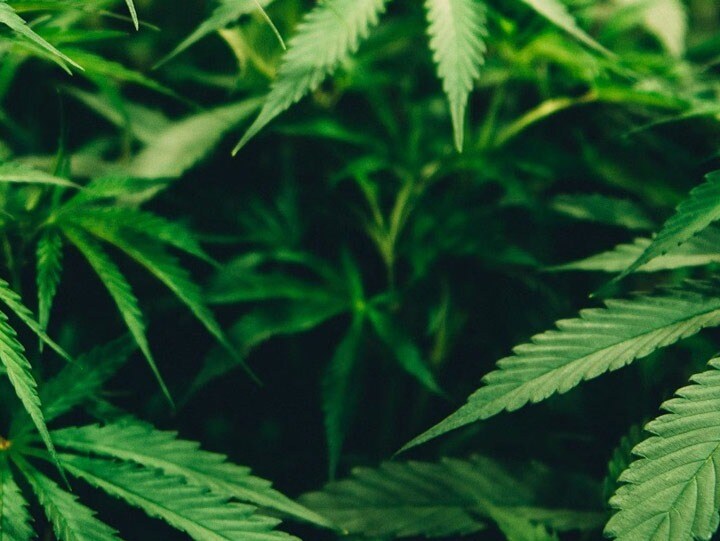 kush-all-about-the-drug-made-from-human-bones