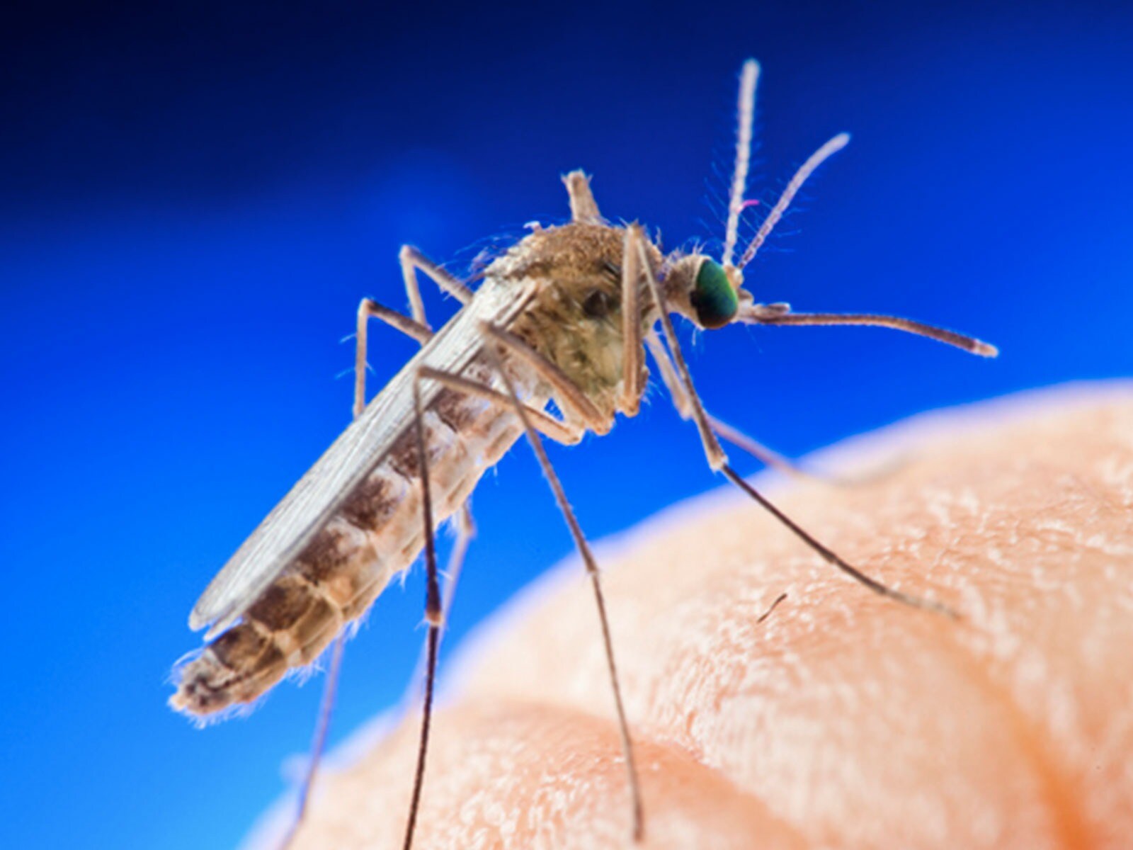 Machhar Insect बढ़ रहा है मच्छरों का आतंक, इन देसी तरीकों से पाएं छुटकारा