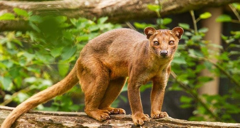 Meet Fossa: Madagascar's Ferocious Predator