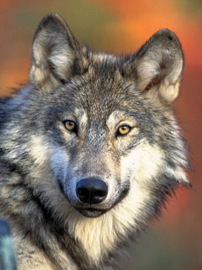 GREY WOLVES pure hatred Ltd100 sp~ed 2LP