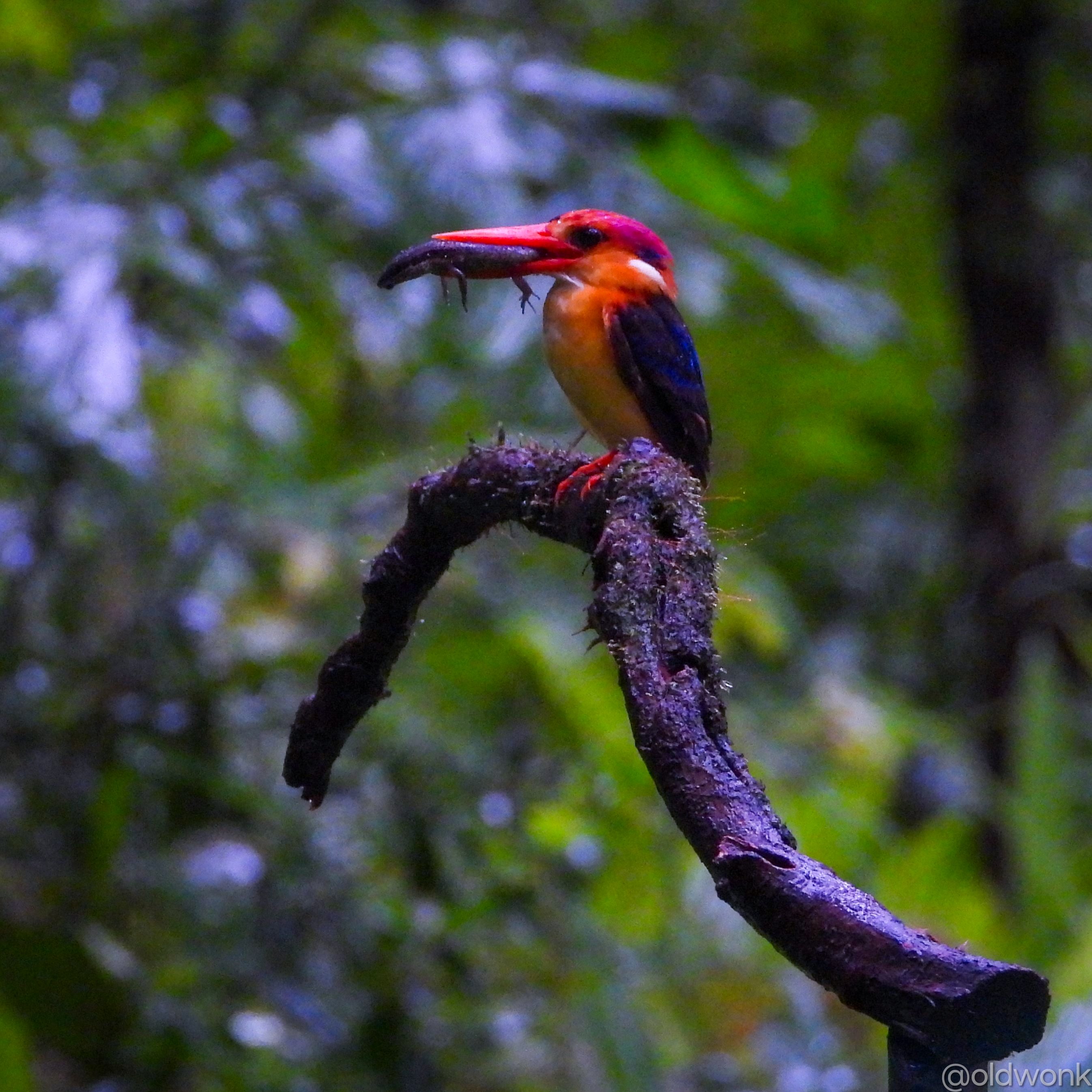 Meet Oriental Dwarf Kingfisher: Jewel Of Indian Rainforests