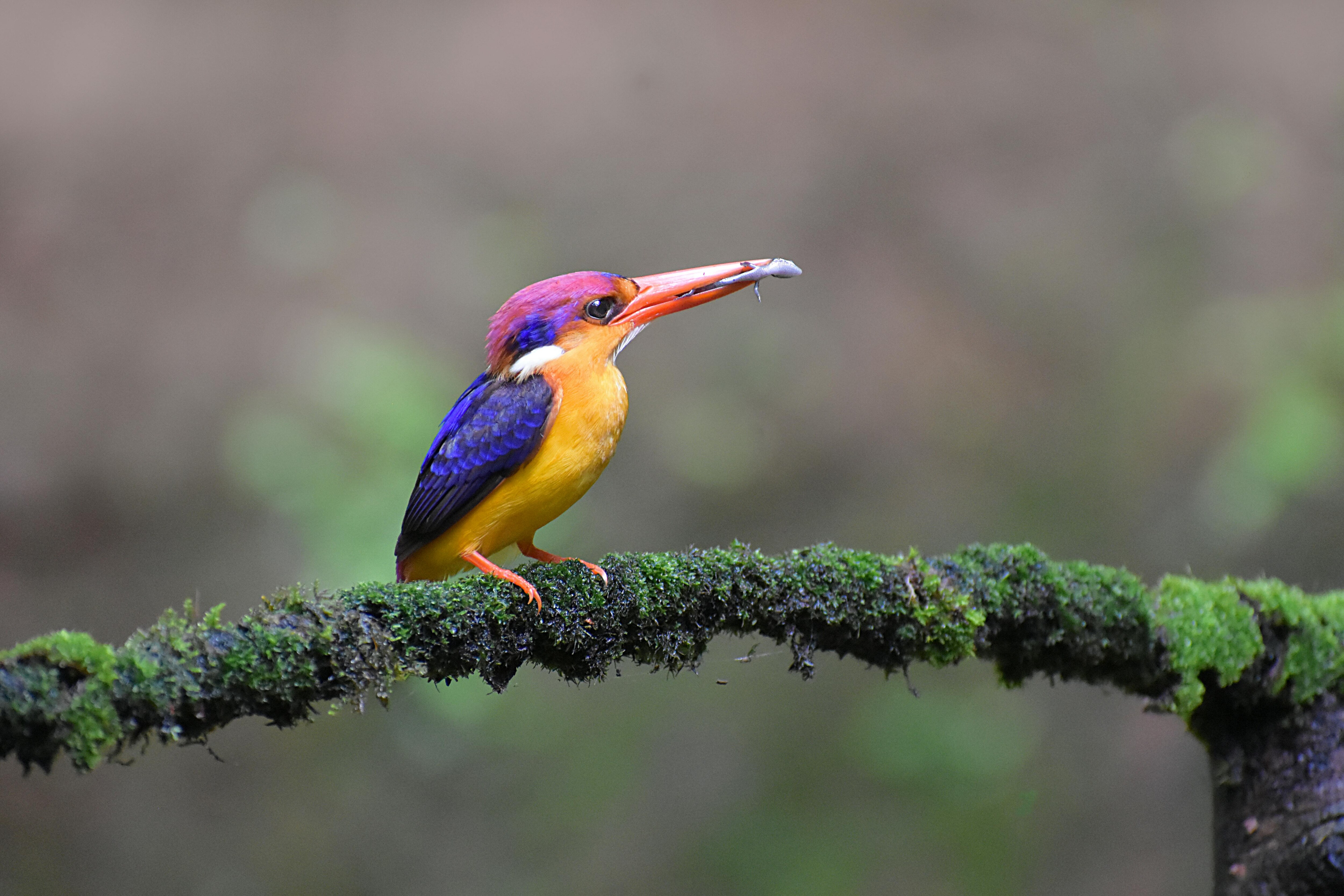 Meet Oriental Dwarf Kingfisher: Jewel Of Indian Rainforests