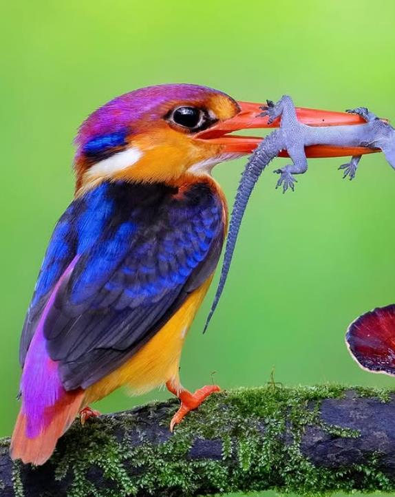 Meet Oriental Dwarf Kingfisher: Jewel Of Indian Rainforests