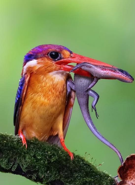 Meet Oriental Dwarf Kingfisher: Jewel Of Indian Rainforests