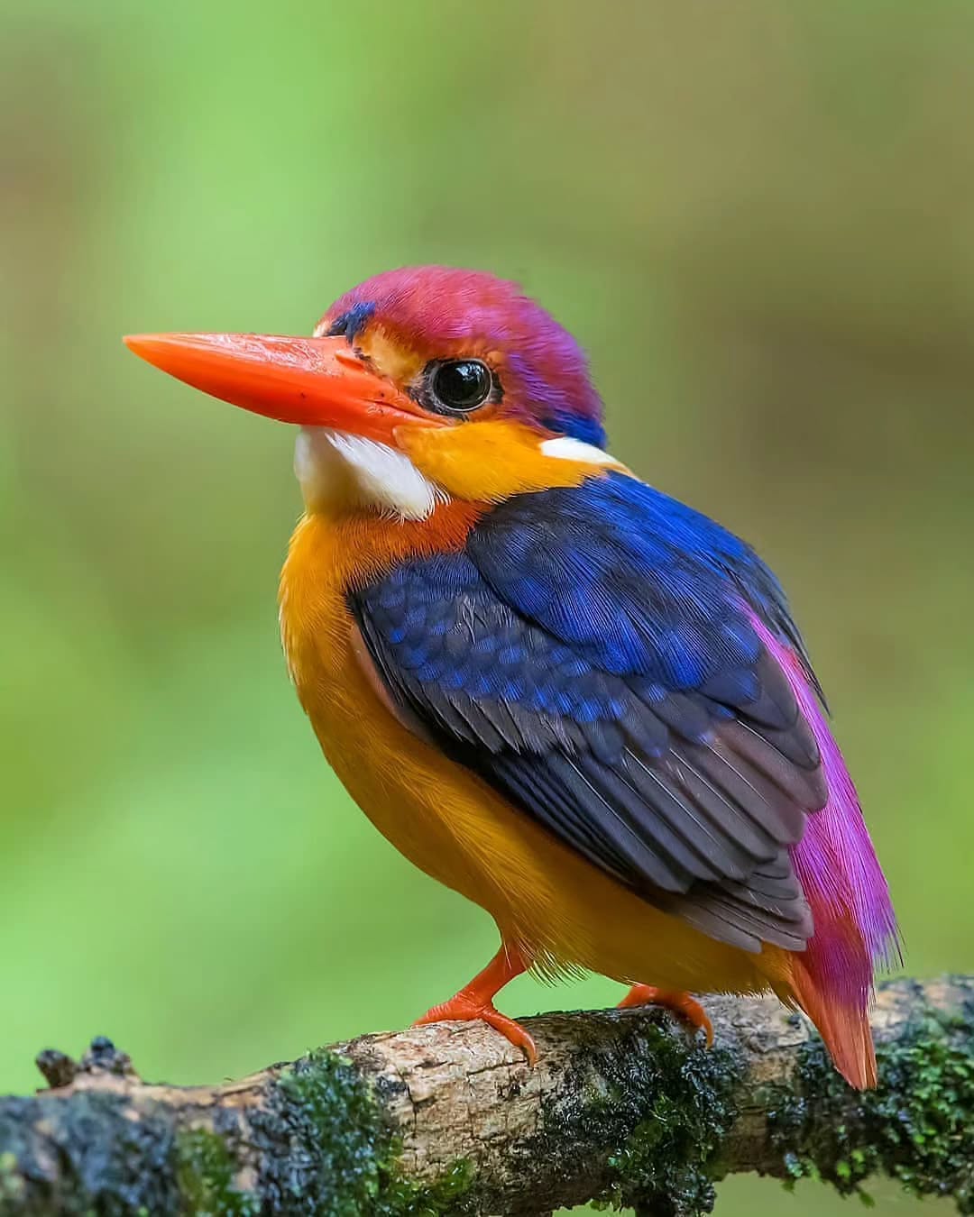 Meet Oriental Dwarf Kingfisher: Jewel Of Indian Rainforests