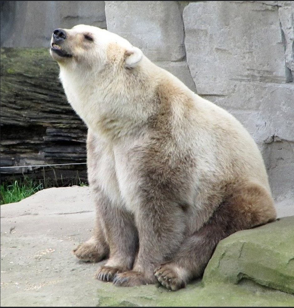 Meet The Hybrid Offspring Of Grizzly And Polar Bear