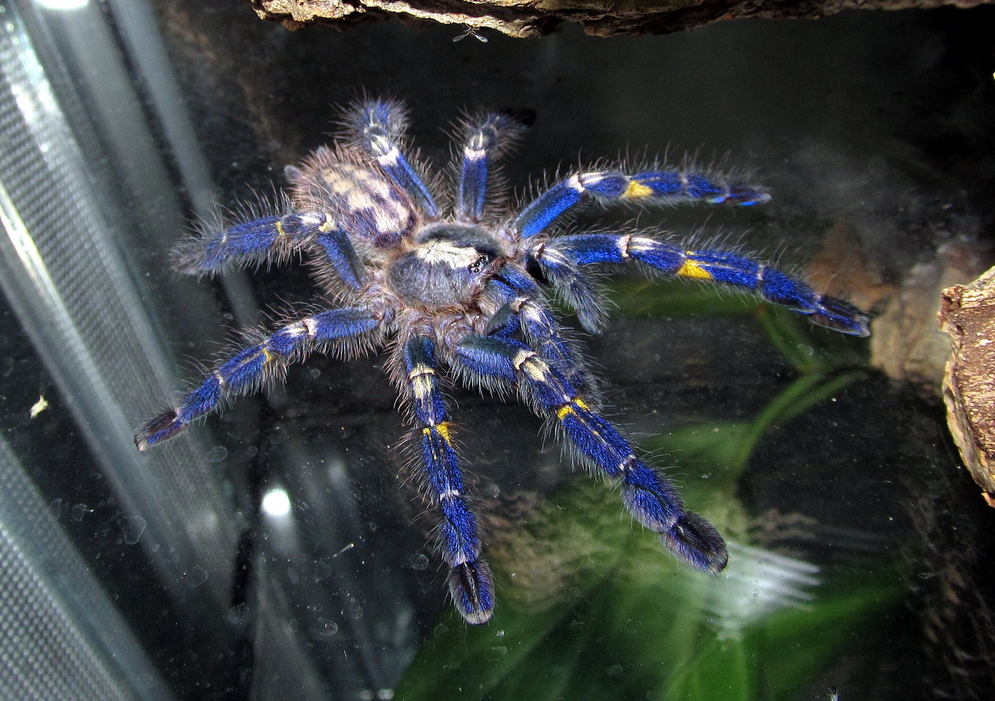 Meet The Metallic Blue Tarantula: World's Most Beautiful Spider