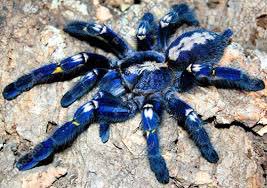 Meet The Metallic Blue Tarantula: World's Most Beautiful Spider