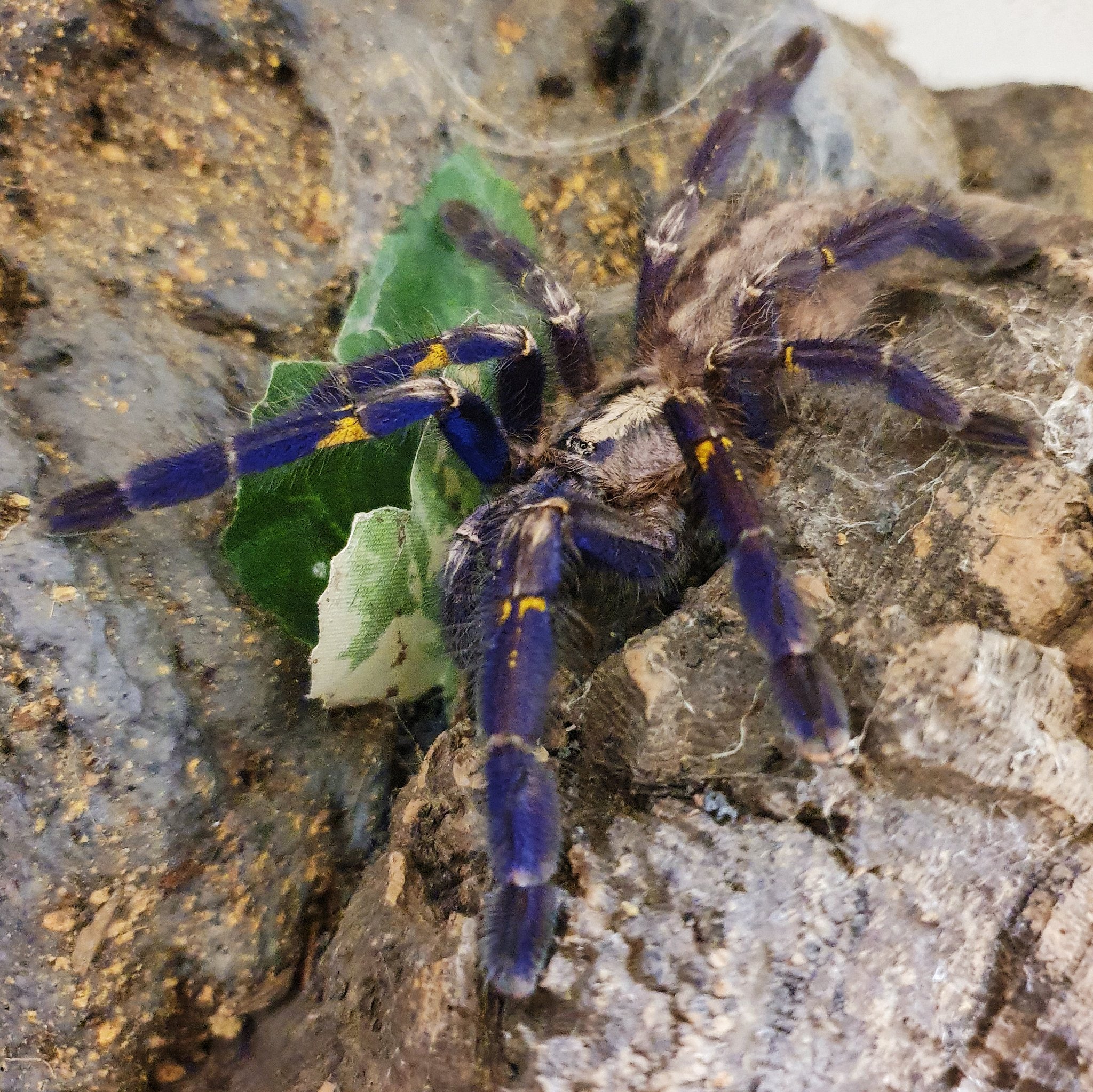 Meet The Metallic Blue Tarantula: World's Most Beautiful Spider