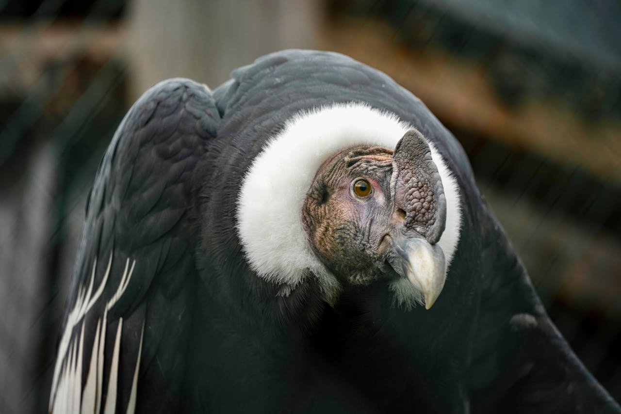 Meet The World's Largest Vulture