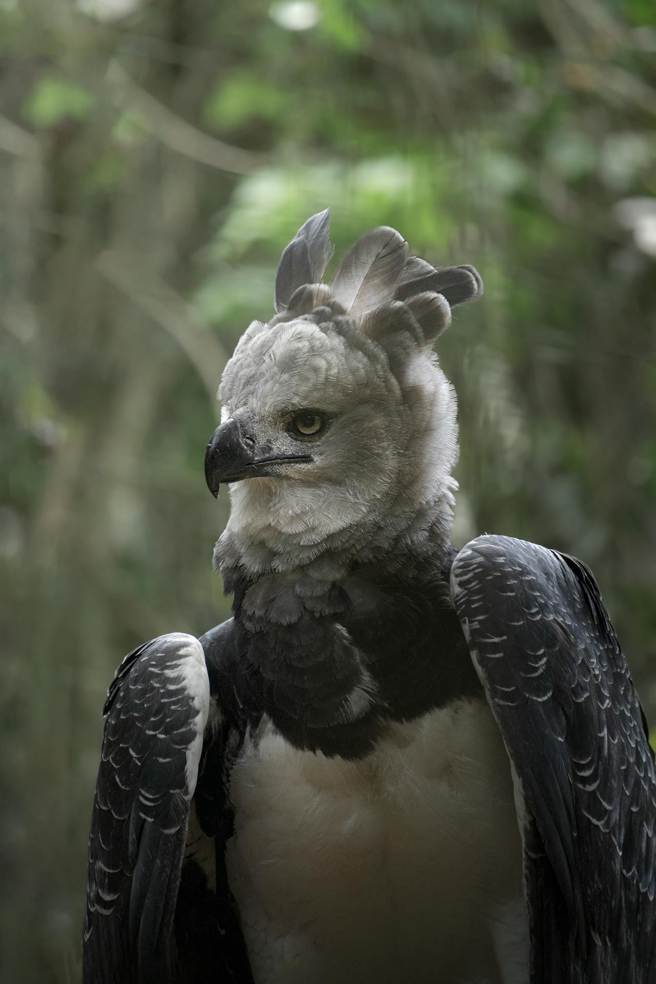 What is the Strongest Bird