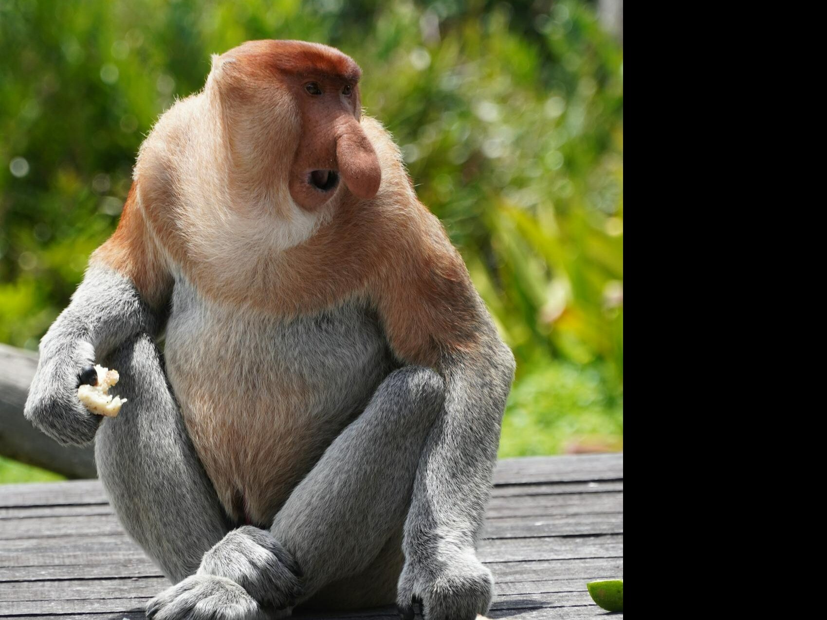 Meet World's Most Bizarre Looking Monkey