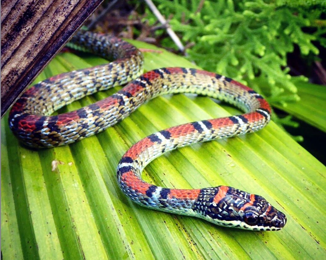 Are There Flying Snakes In The World