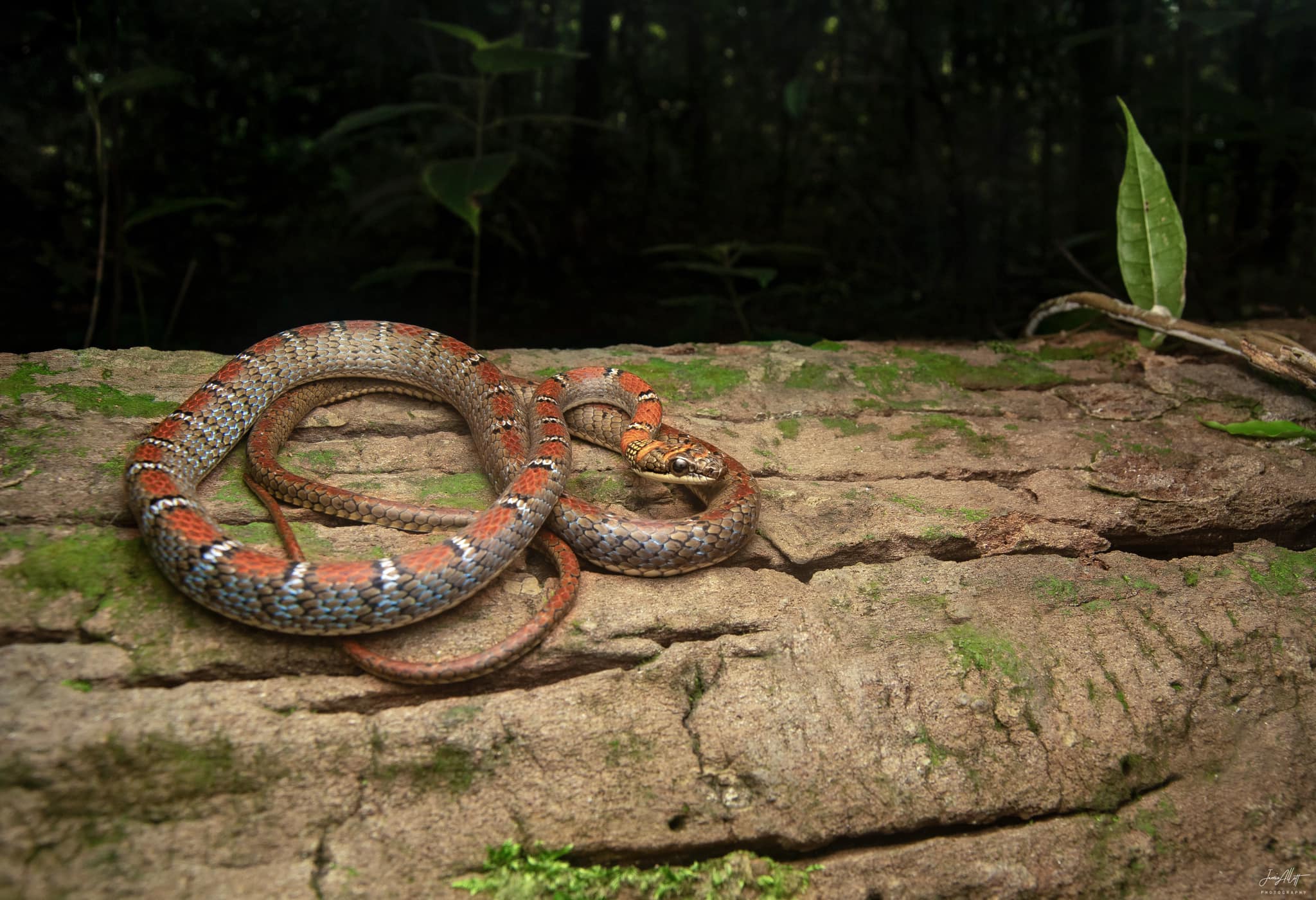 Are There Flying Snakes In The World
